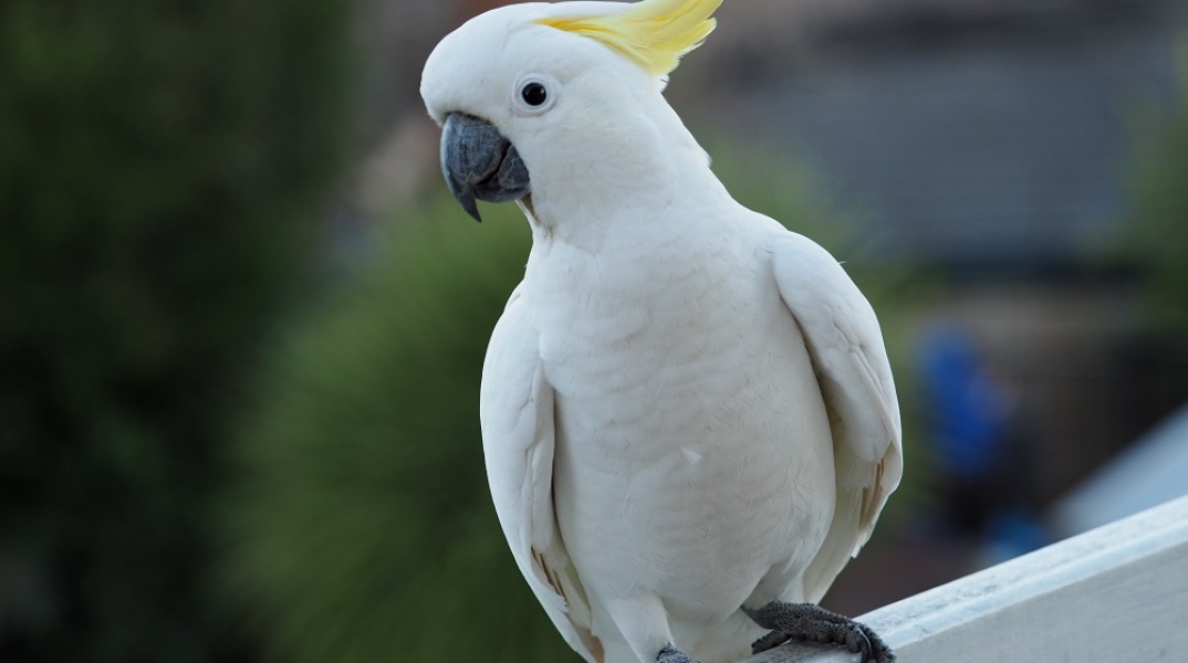Cockatoos can not only use tools, they can carry whole toolkits to trickier jobs, study shows