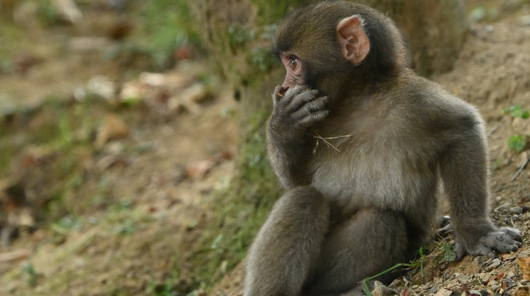 Θηλυκός πίθηκος που ζούσε μόνoς σε κλουβί γέννησε μωρό