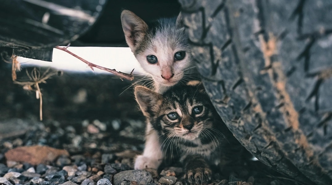 Βιετνάμ: Ανακαλύφθηκαν 2.000 νεκρές γάτες που προορίζονταν για την παραδοσιακή ιατρική	