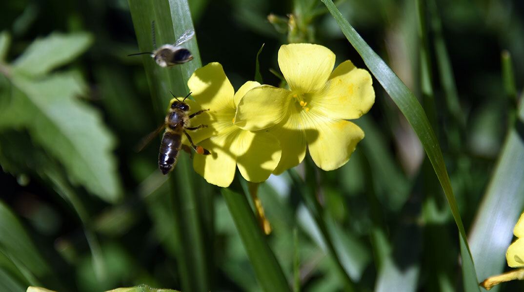 Γενικά αίθριος ο καιρός σήμερα Σάββατο (18/2)