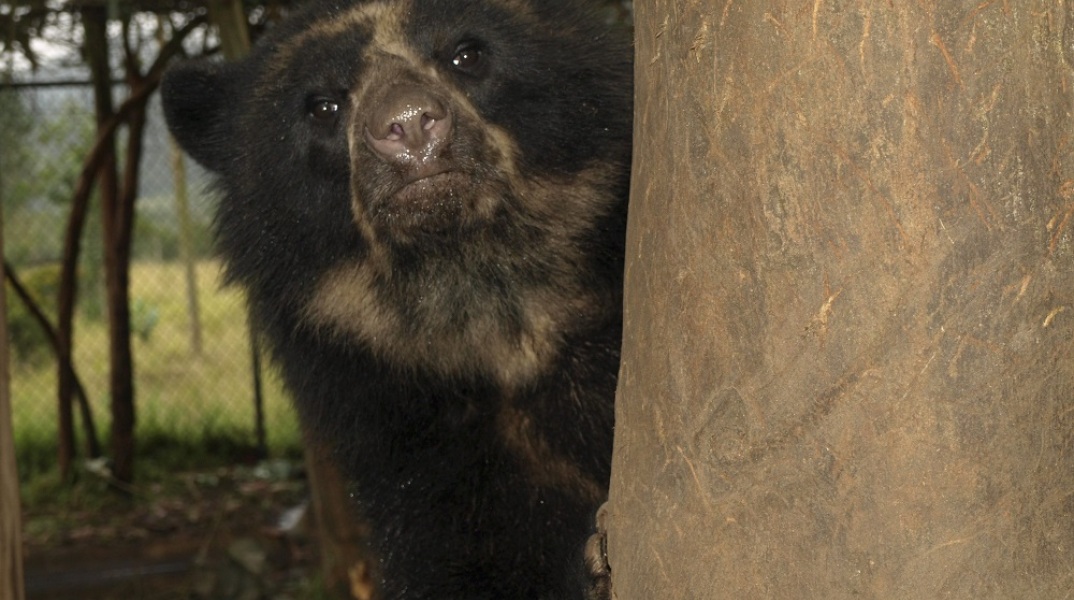Rebellious Andean bear sneaks out of US zoo - twice