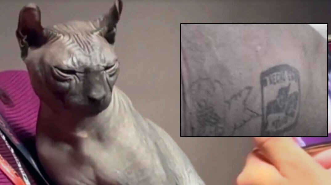 Η γάτα στο Μεξικό με το τατουάζ συμμορίας στο σώμα της