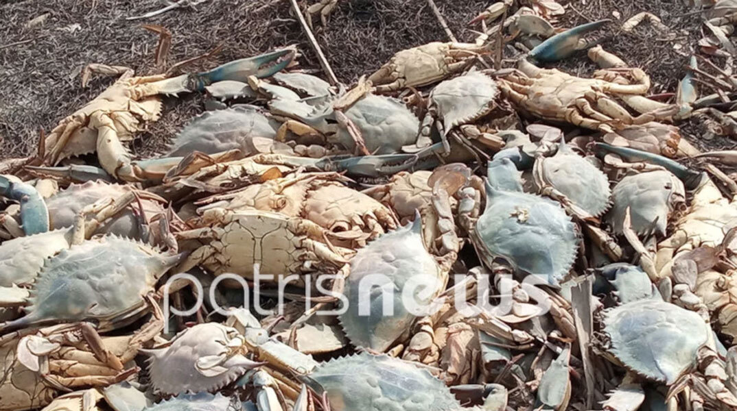 Χιλιάδες νεκρά καβούρια στη λιμνοθάλασσα Κοτυχίου