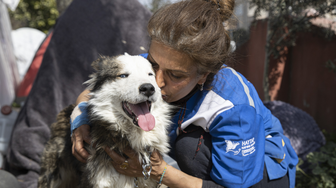 Τουρκία: Ο Άλεξ, ένας μεγαλόσωμος σκύλος με ανοιχτόχρωμα μάτια, ανασύρθηκε ζωντανός από τα ερείπια 23 ημέρες μετά τον σεισμό	