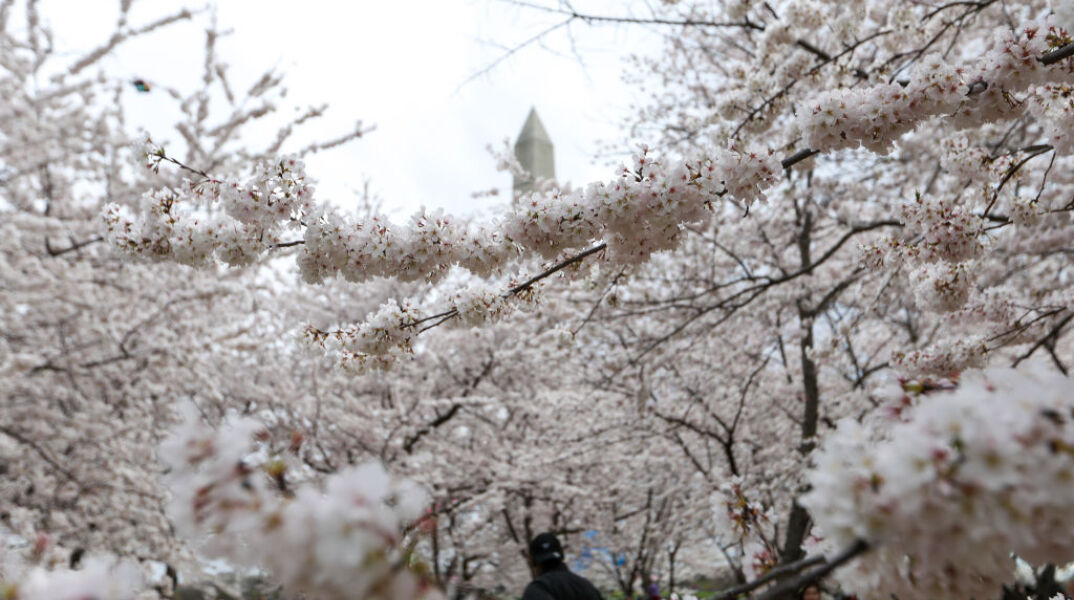 DC’s cherry blossoms coming early due to confusing weather