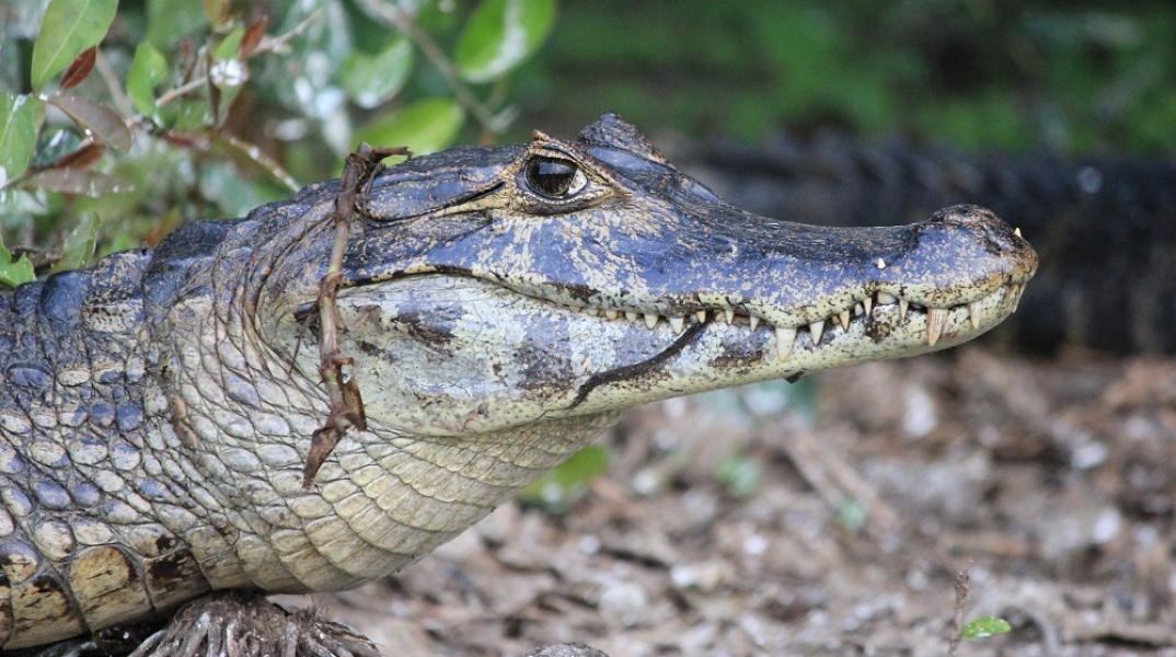 Αλιγάτορας που εκλάπη ως αυγό από ζωολογικό κήπο βρέθηκε σε αυλή σπιτιού μετά από 20 χρόνια