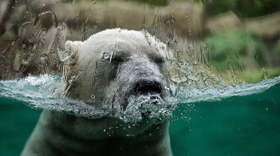 Πολική αρκούδα σε ζωολογικό κήπο