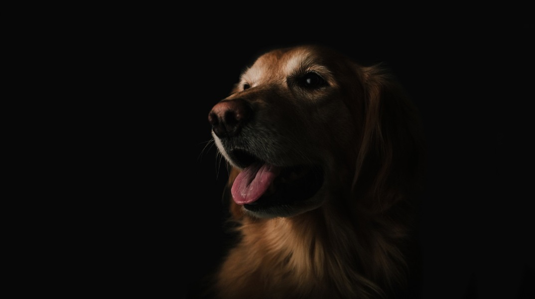 Ιωάννινα: Συνελήφθη άντρας που άφησε το σκύλο του να πεθάνει αλυσοδεμένος 