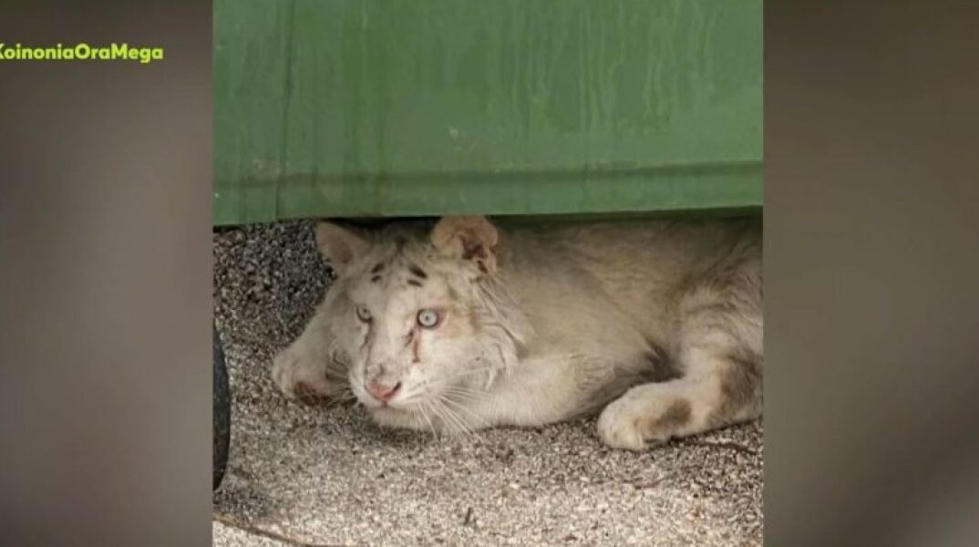 Αττικό Πάρκο: Ανοιχτό το ενδεχόμενο ευθανασίας για το τιγράκι που βρέθηκε εγκαταλελειμμένο στα σκουπίδια