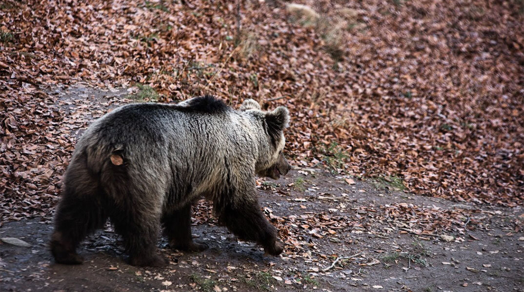 Αρκούδα στο Κέντρο Προστασίας του Αρκτούρου στο Νυμφαίο