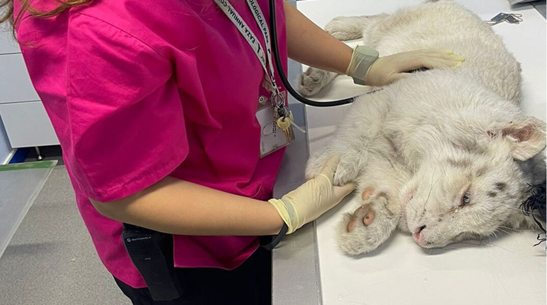 Κτηνίατρος από το Αττικό Ζωολογικό Πάρκο φροντίζει το λευκό τιγράκι