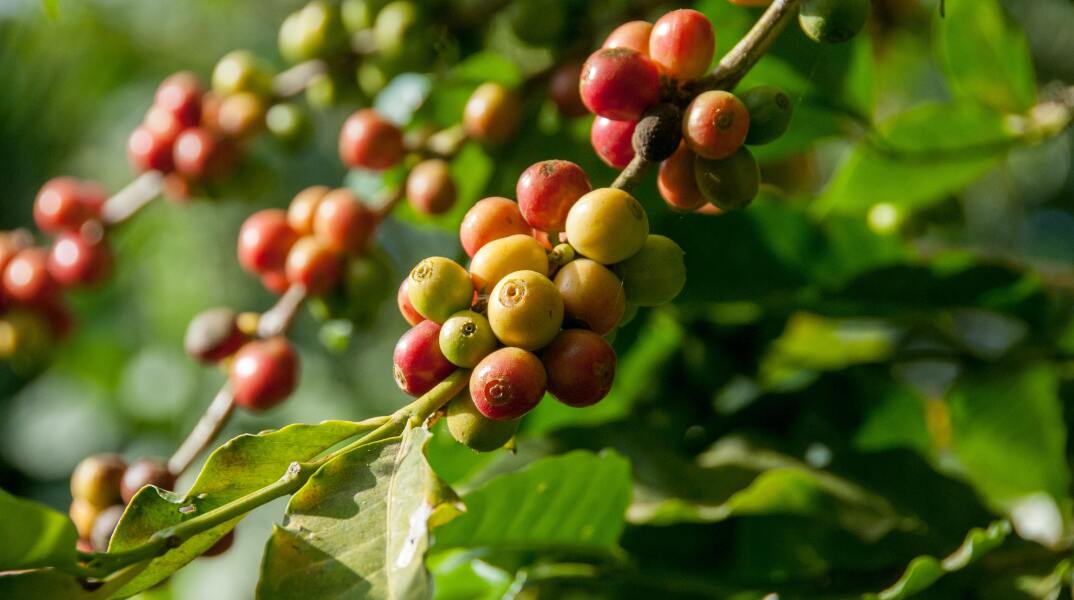 Οι καλλιέργειες καφέ μπορεί να μειωθούν στο μισό μέχρι το 2050