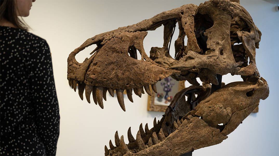 Τυραννόσαυρος Ρεξ