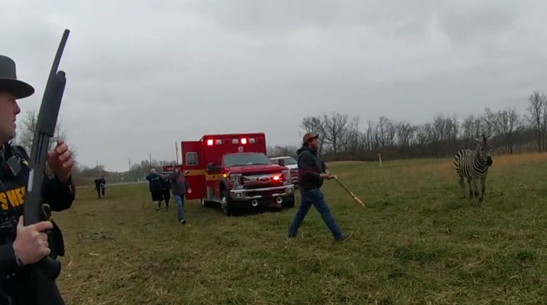 Οχάιο: Αστυνομικοί σκότωσαν ζέβρα που τους επιτέθηκε (Βίντεο)