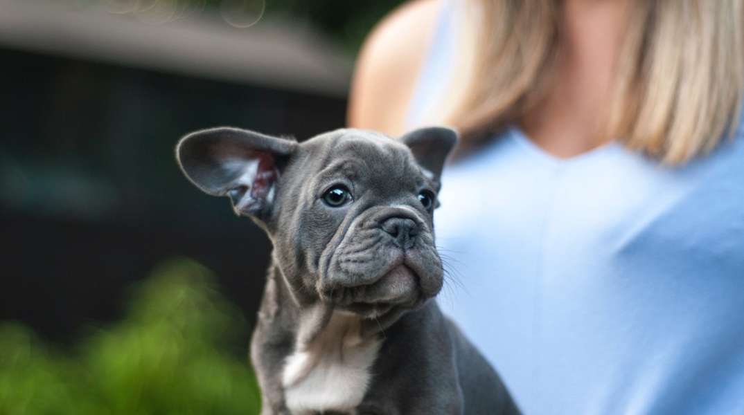 ΗΠΑ: Το Γαλλικό Μπουλντόγκ εκθρόνισε το Λαμπραντόρ Ριτρίβερ από την κορυφή της λίστας με τα δημοφιλέστερα σκυλιά	