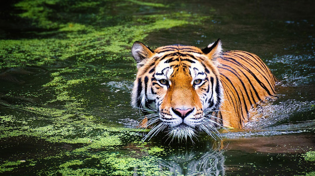 Τίγρης μέσα στο νερό