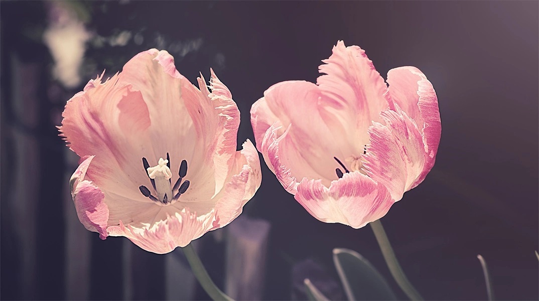 Εορτολόγιο: Σήμερα 31 2023 Μαρτίου γιορτάζει…