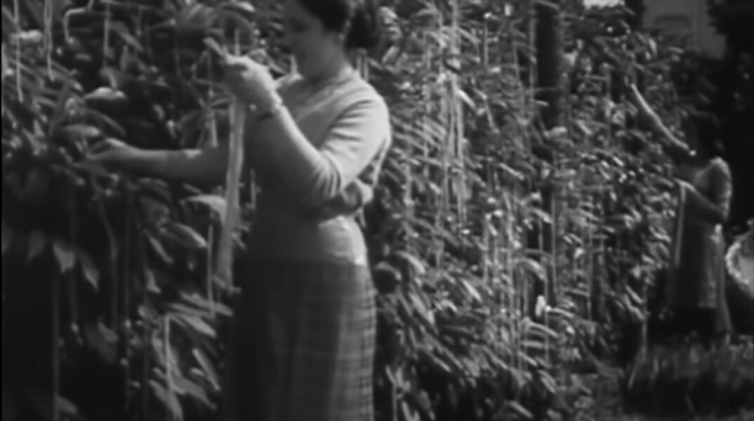 Πρωταπριλιά - Συγκομιδή μακαρονιών στην Ιταλία - Φάρσα του BBC