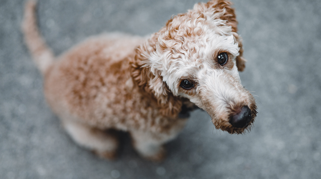 Θεσσαλονίκη: 50χρονος επιτέθηκε με μαχαίρι σε αδέσποτα