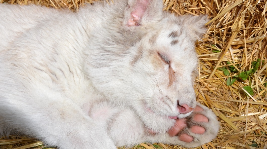Αττικό Ζωολογικό Πάρκο: Ευθανασία στο λευκό τιγράκι προτείνουν οι κτηνίατροι
