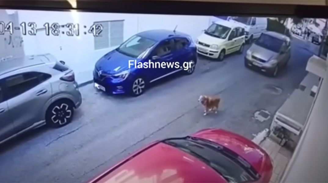 Οδηγός πάτησε εν ψυχρώ σκύλο με το αυτοκίνητό της