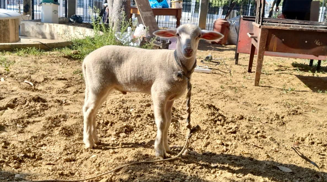 Επιχείρησαν να σφάξουν και να ψήσουν αρνάκι σε προαύλιο χώρο εκκλησίας
