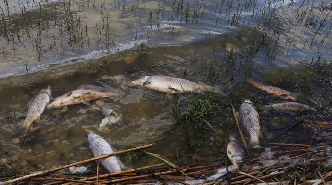 Θεσσαλία: Nεκρά ψάρια στη λίμνη Κάρλα λόγω λειψυδρίας
