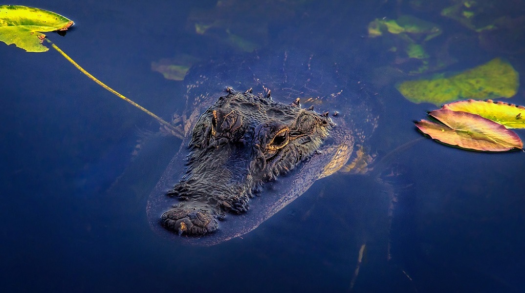 Αυστραλία: Αγνοούμενος ψαράς βρέθηκε μέσα σε έναν κροκόδειλο