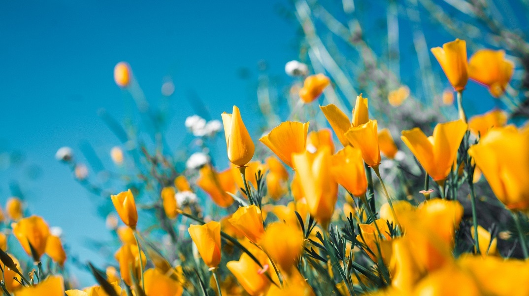 Εορτολόγιο: Σήμερα 9 Μαΐου 2023 γιορτάζει…