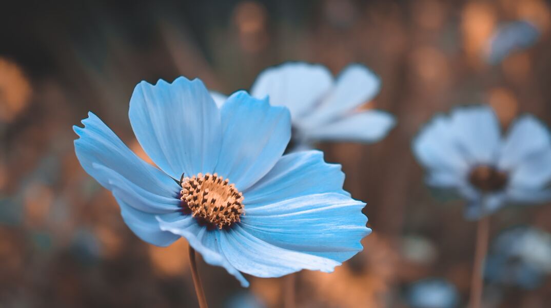 Μπλε λουλούδι