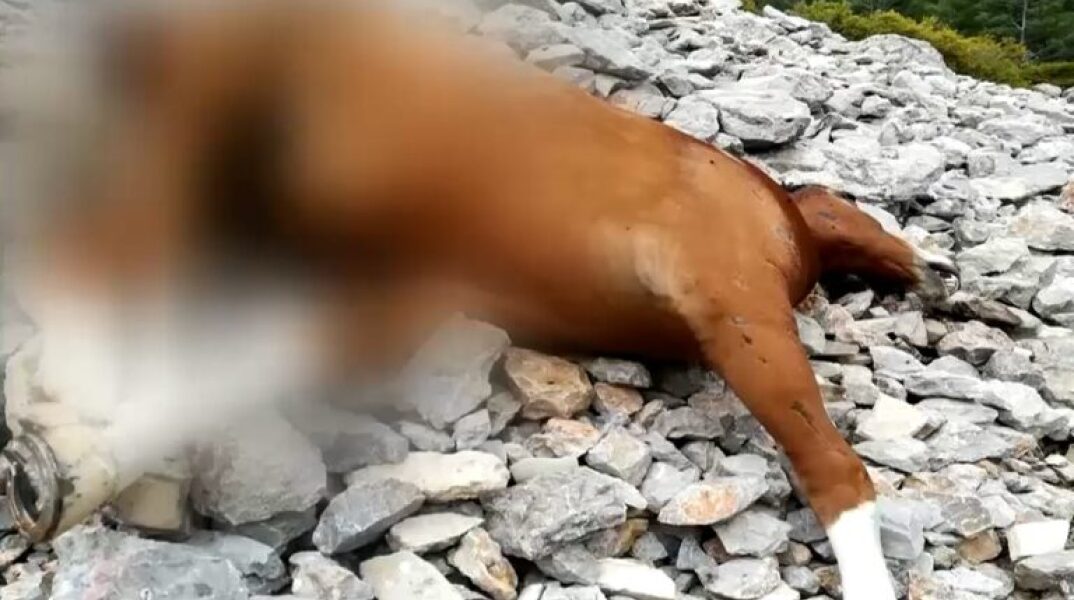 Νεκρό άλογο στην Πάρνηθα