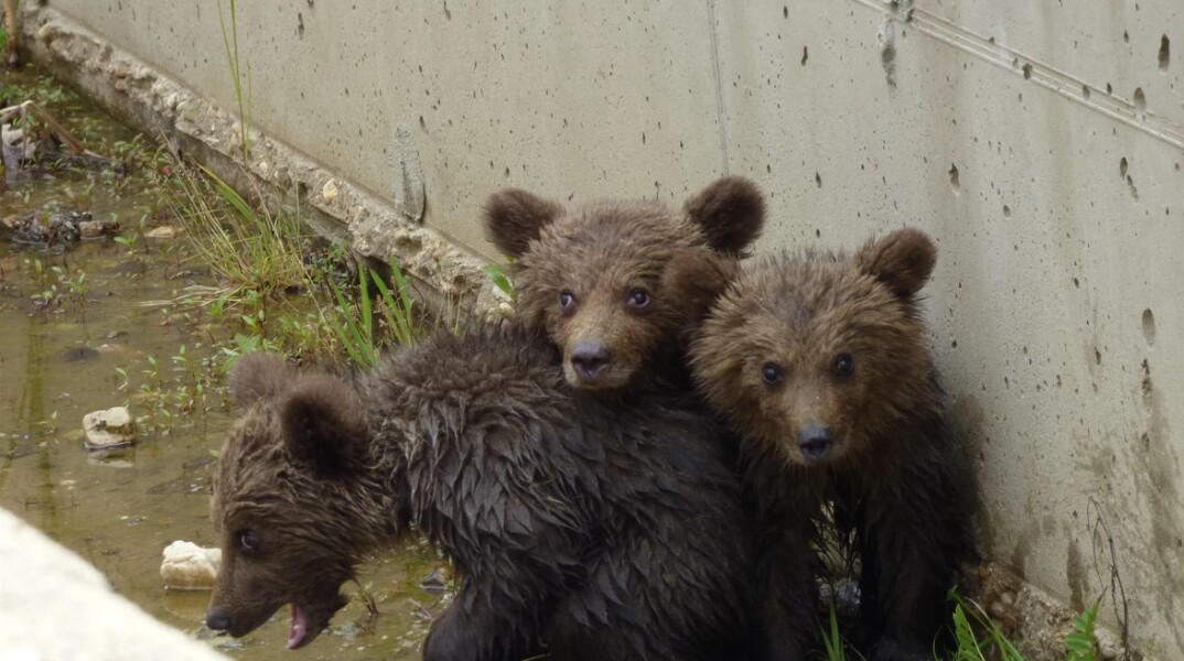 Μαζί ξανά τα τρία αρκουδάκια της Φλώρινας