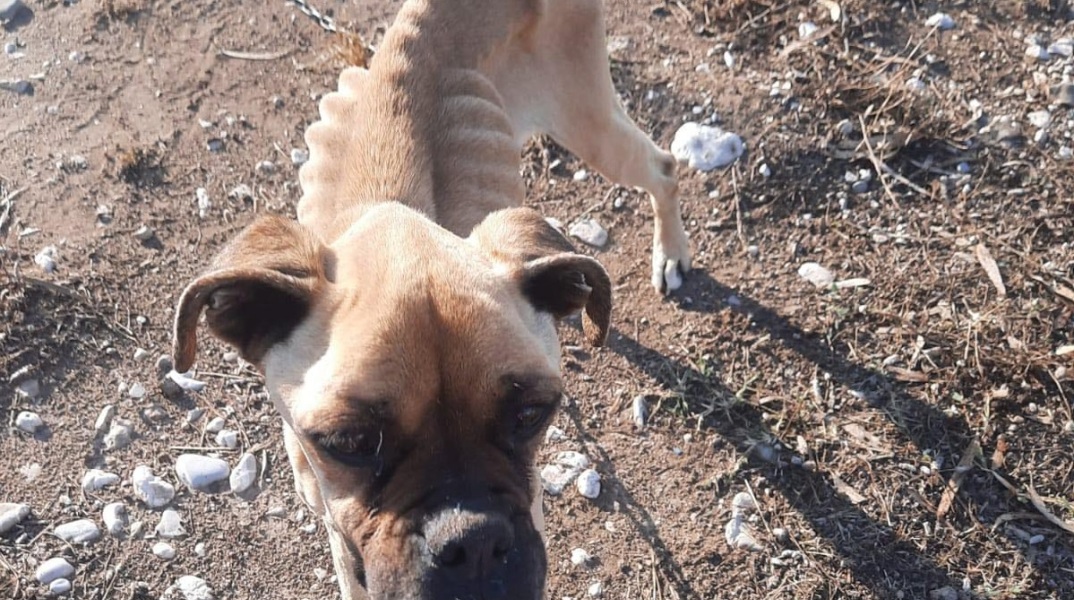Σκελετωμένο σκυλί στη Ζαχάρω
