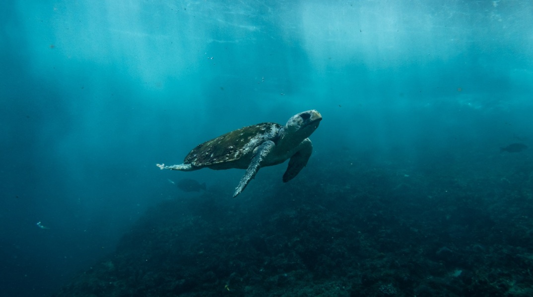Θεσσαλονίκη: Επιτυχής επιχείρηση διάσωσης χελώνας από το λιμενικό στην παλιά παραλία - Εντοπίστηκε να κολυμπά με δυσκολία στο ύψος της Αριστοτέλους.