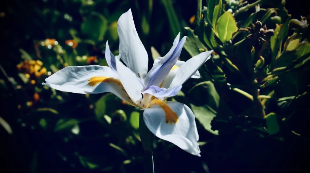 Εορτολόγιο: Σήμερα 7 Ιουνίου 2023 γιορτάζει…