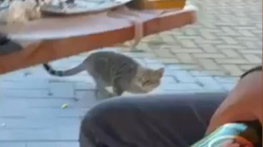 Θάσος: Περιστατικό κακοποίησης ζώου