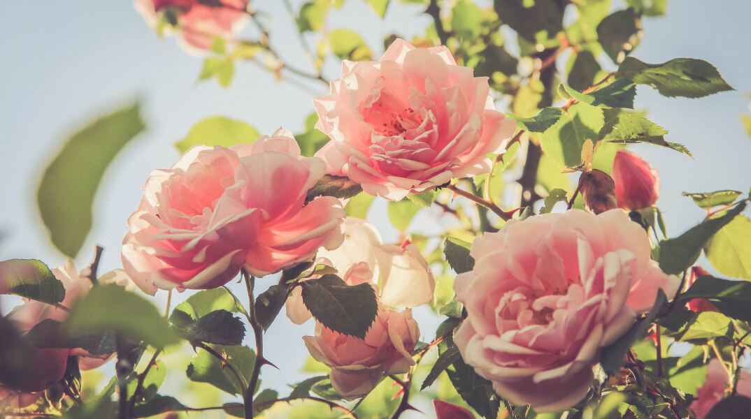 Ροζ τριαντάφυλλα