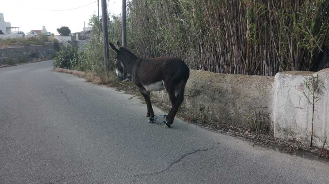Μύκονος: Η γαϊδουρίτσα βρέθηκε παστουρωμένη, ενώ το παιδί της το είχε παρασύρει αυτοκίνητο
