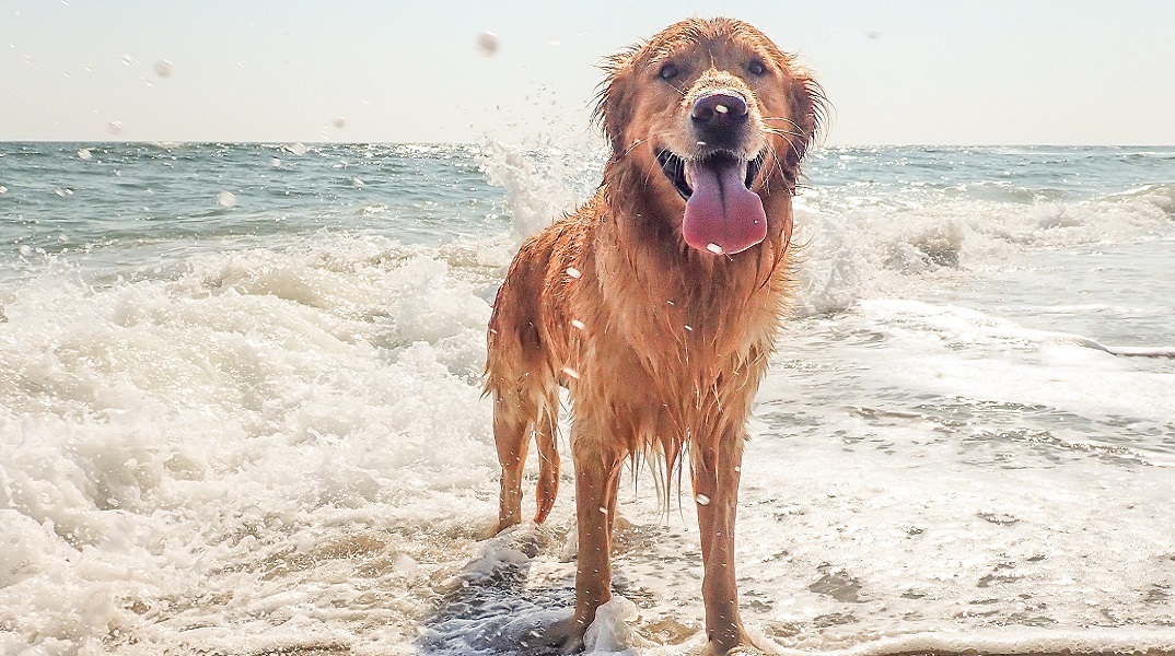 Σκύλος στη θάλασσα