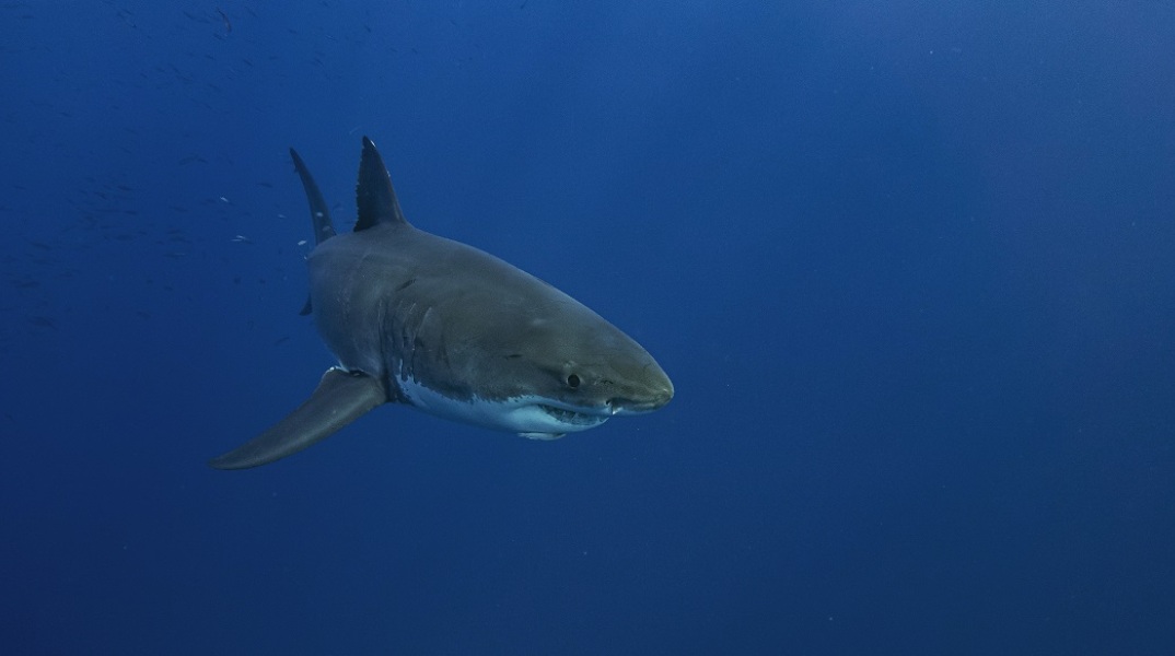 Ζάκυνθος: Καρχαρίας λίγο έξω από το λιμάνι
