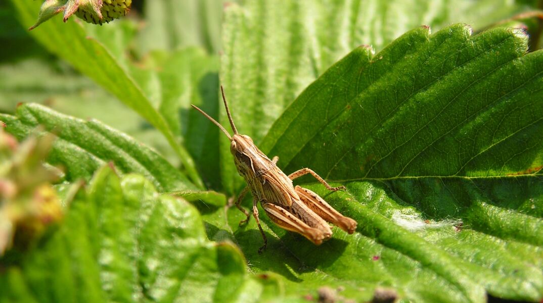 Ακρίδα πάνω σε φυτό