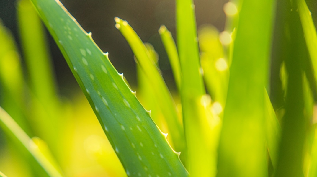 Αλόη Βέρα: Στη λίστα του ΠΟΥ με τις πιθανώς καρκινογόνες ουσίες