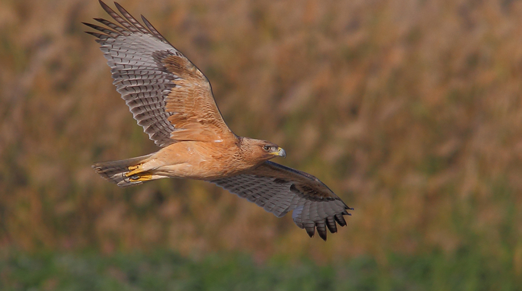 Ο ακούραστος εξερευνητής σπιζαετός Βάιος