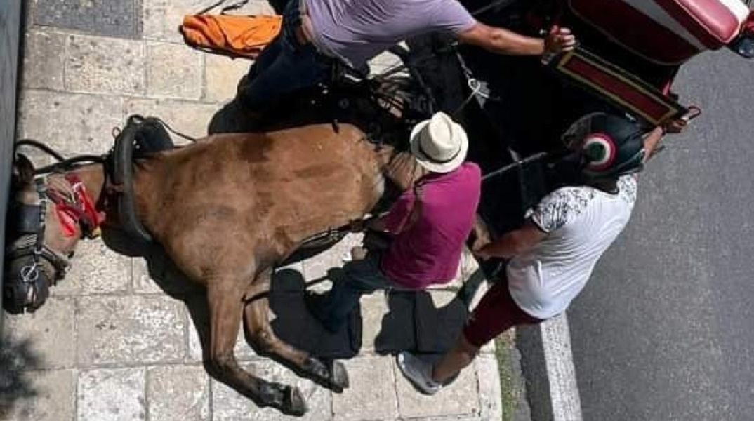 Νεκρό άλογο που έσερνε άμαξα στην Κέρκυρα