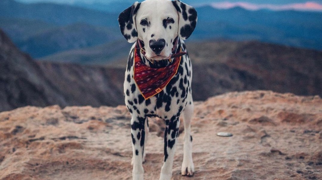 Wiley, το πιο αξιαγάπητο σκυλί Δαλματίας