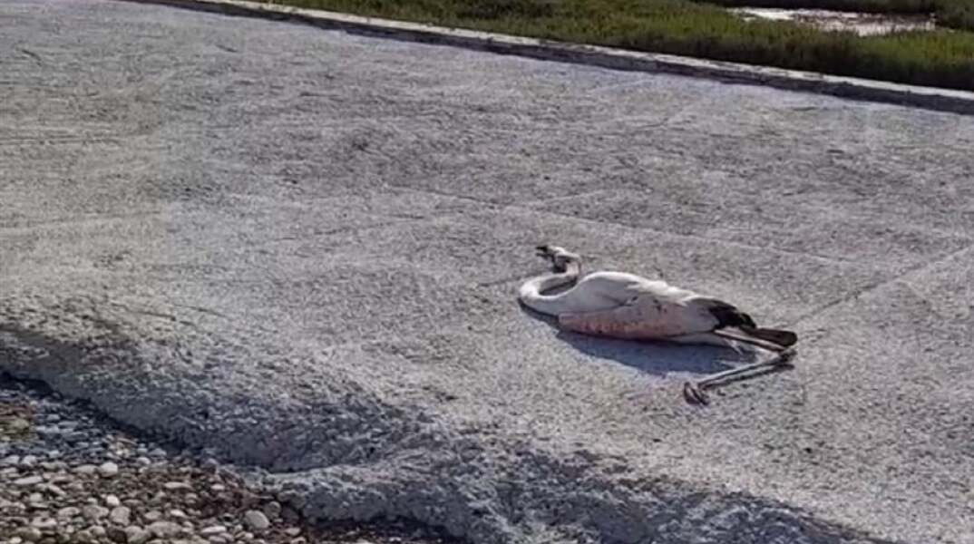 Νεκρά φλαμίνγκο στο Μεσολόγγι