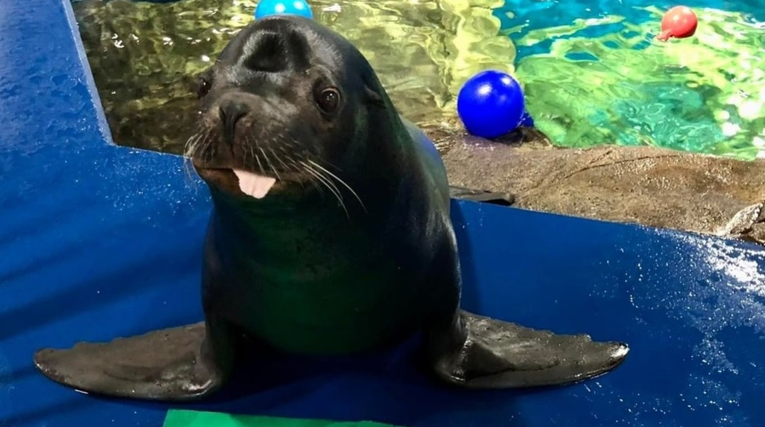 Θαλάσσιος λέοντας