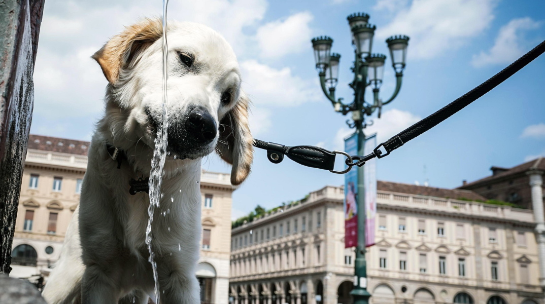 Σκύλος ξεδιψάει από τον καύσωνα στην Ιταλία