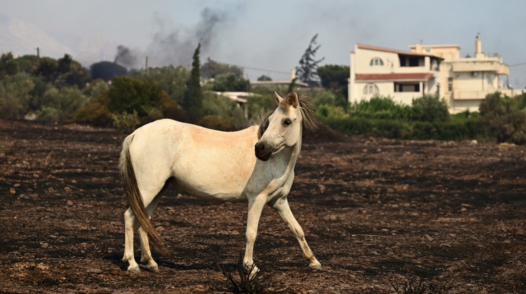 Φωτιά στον Κουβαρά: Επιχείρηση διάσωσης εγκλωβισμένων αλόγων
