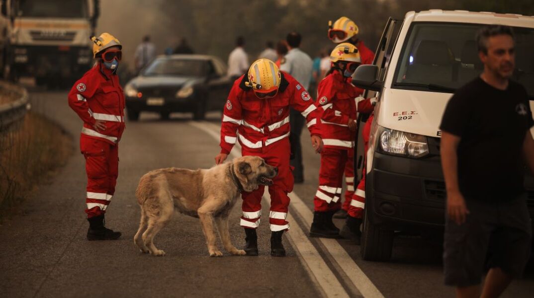  Δραματικές προσπάθειες διασωστών και εθελοντών να σωθούν ζώα από τα πύρινα μέτωπα